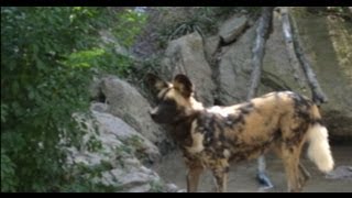 Toddler at Pittsburgh Zoo Killed in Painted Dog Exhibit [upl. by Herrmann981]