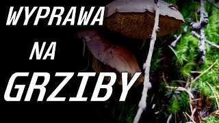 VLOG 019 WYPRAWA NA GRZYBOBRANIE DO LASU PEŁNEGO NIESPODZIANEK🍄 [upl. by Nisay]