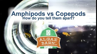 Amphipods vs Copepods [upl. by Costanzia]