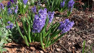 Hyacinth Plant Profile [upl. by Esinej581]