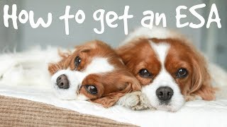 HOW TO REGISTER AN EMOTIONAL SUPPORT ANIMAL ESA [upl. by Htinek]