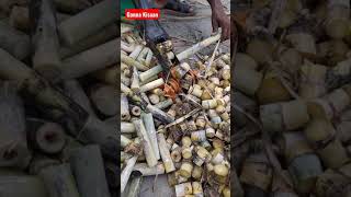 13235 Sugarcane variety  13235 गन्ना की गांठें  Ganna Kisaan [upl. by Aihsenak]