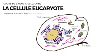 La Cellule Eucaryote  Introduction  Biochimie Facile [upl. by Eanore]