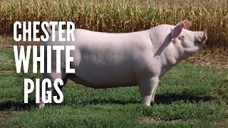 Chester White Pigs – Everything You Need to Know [upl. by Aylad]