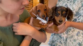 New Miniature Dachshund Puppies [upl. by Cinemod]