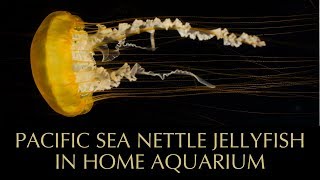 Pacific Sea Nettle Jellyfish [upl. by Rettuc]