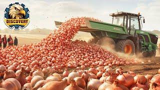 How Millions Of Onions Are Harvested amp Processed  Captain Discovery [upl. by Schaeffer]