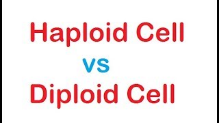 Diploid cell vs Haploid cell [upl. by Spiro]