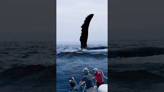 Scary Humpback Pectoral Fin Slapping [upl. by Zantos]