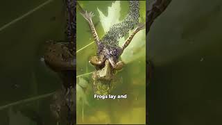 Frogs vs Lizards Nature’s Reptile and Amphibian FaceOff [upl. by Gustavus]