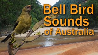 Bell Birds amp Lyre Birds Sing in the Australian Bush Morning [upl. by Yaj]