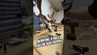 Mounting a Fallow Deer Skull diy diycrafts hunting trophy deerhunting taxidermy skull [upl. by Nolrev262]