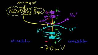 Part 6b  Resting Membrane Potential [upl. by Hgielah469]