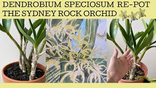 Repotting a hopefully Dendrobium Speciosum a spectacular native Australian orchid [upl. by Ethelyn]