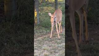 This Deer Ate an Entire Snake 🐍 [upl. by Harim]