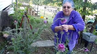 Bull Thistle [upl. by Karli]