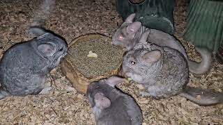 A herd of chinchillas [upl. by Blain]