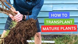 How To Transplant Mature Plants [upl. by Duwalt]