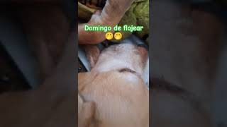 DOMINGO DE FLOJERA domingo flojera videos humor very funny dog perritos [upl. by Uttica392]