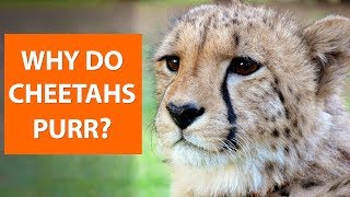 Why do CHEETAHS purr [upl. by Muslim]