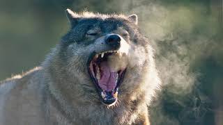 Wolf Growlingsnarling Sound Effect [upl. by Marquita]