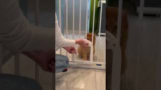 Babelio Upgraded Baby Gate with Cat Door – The Ultimate Solution for PetFriendly Homes [upl. by Halli983]