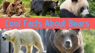 Bear Facts For Children Learn Amazing Facts about Bears [upl. by Amisoc]