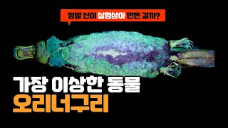 과학자들은 오리너구리에게서 아주 이상한 것을 발견했습니다 [upl. by Germin880]