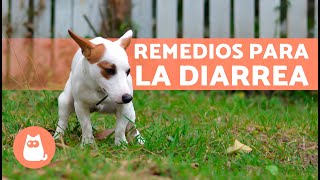 4 REMEDIOS CASEROS para la DIARREA en PERROS 🐶✅ [upl. by Tsugua524]