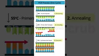 PCR mechanism [upl. by Arriet793]