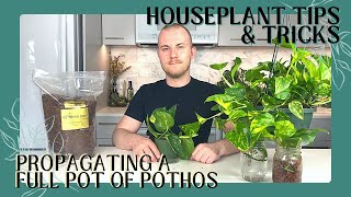 How To Propagate A Full Pot Of Pothos From One Vine  Houseplant Tips amp Tricks Ep 7 [upl. by Haissem]