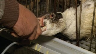 Outcry forces foie gras industry to swallow changes [upl. by Rhoads89]