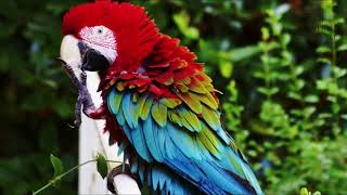 Interesting facts about green winged macaw by weird square [upl. by Ernald]