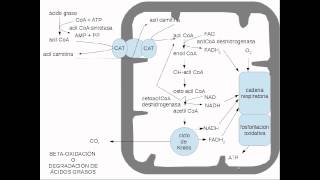 lipidos metabolismo [upl. by Cull]