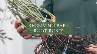 Receiving Bare Root Roses from David Austin Roses [upl. by Nosrettap86]