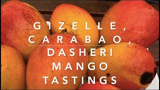 Tasting Mangoes in Missouri GISELLE CARABAO DASHERI [upl. by Llenram]