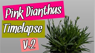 Carnation V2  Dianthus Caryophyllus Pink Kisses plant Timelapse 4K [upl. by Lexie]