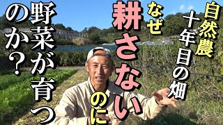 自然農］なぜ「耕さない」のに野菜が育つのか？自然農10年目の畑で検証2020年11月10日 natural farming [upl. by Adnek]