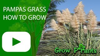 Pampas grass  growing information All need to know [upl. by Lukin199]