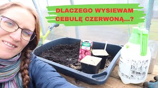 Wysiew cebuli  dlaczego uprawiam cebulę czerwoną [upl. by Nahem]