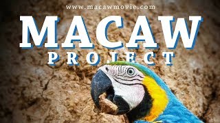 The Macaw Project  Documentary [upl. by Salzhauer]