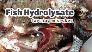 MAKING FISH HYDROLYSATE [upl. by Yenatirb]