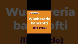 Wuchereria bancrofti [upl. by Brinkema]