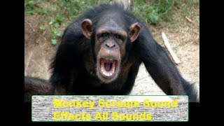 Monkey Scream Sound Effects All Sounds [upl. by Lirba]