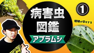 大量発生したアブラムシ駆除方法【おすすめ農薬】菜園病害虫防除講座① [upl. by Ponzo]