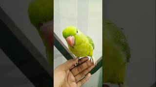 Parrot Asks For Water in the Funniest Way shorts [upl. by Aihsemak]