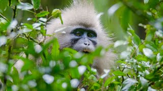 The First Person To See ALL 79 Major Groups Of Primates In The Wild  Primates  BBC Earth [upl. by Leverick760]