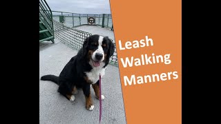 Leash control techniques with energetic or overstimulated Bernese Mountain Dogs [upl. by Aikemet]