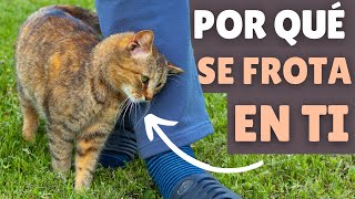 ¿Qué significa cuando un gato SE FROTA EN TI 🐱 ¡Esto puede sorprenderte [upl. by Shotton]