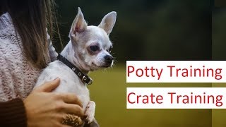 Chihuahua Training  A Detailed Video on Potty Training amp Crate Training A Chihuahua [upl. by Campball]